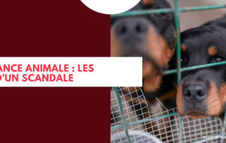 maltraitance animale