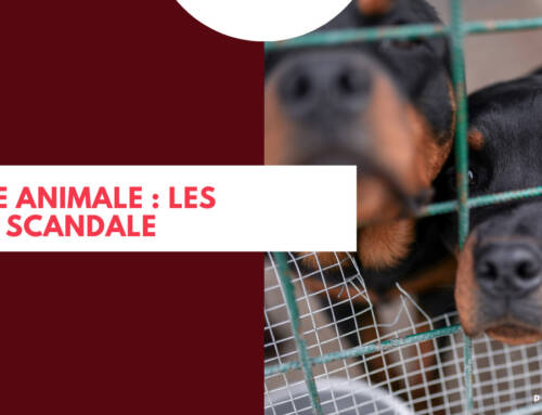 Maltraitance animale : les dessous d’un scandale