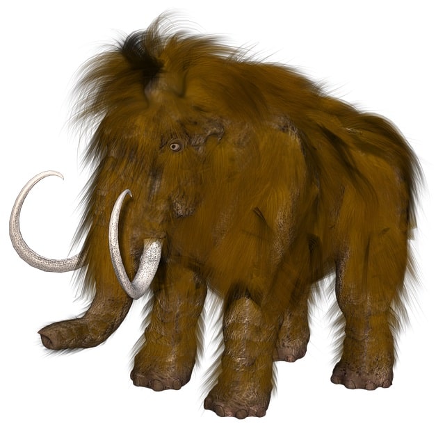 Mammouth
