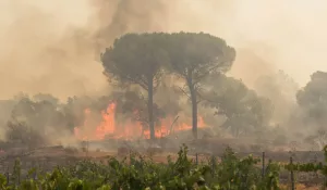 grimaud grimaud