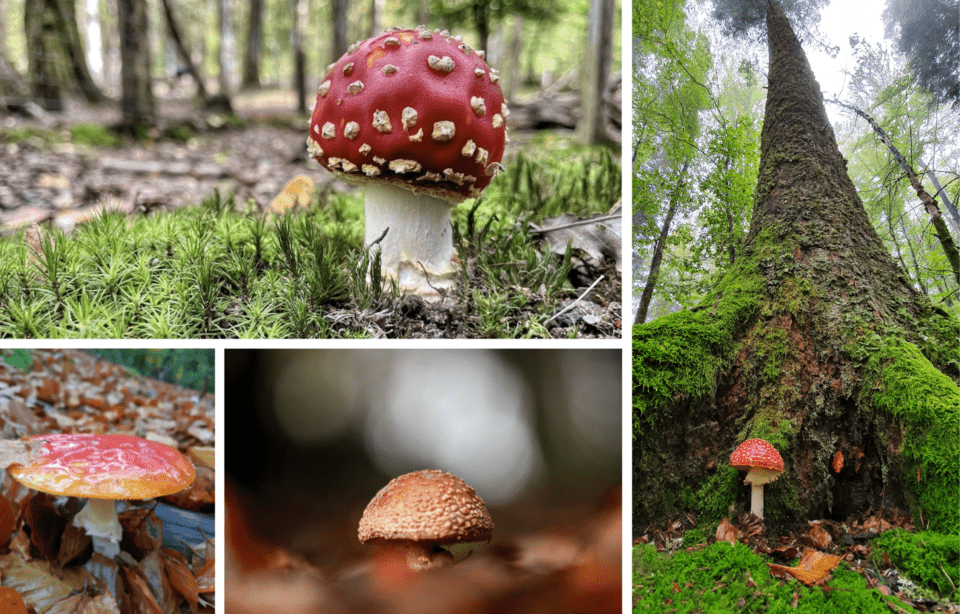 champignons