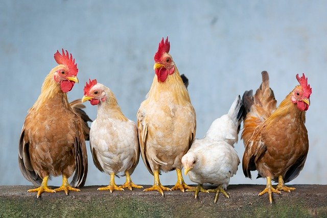 poules