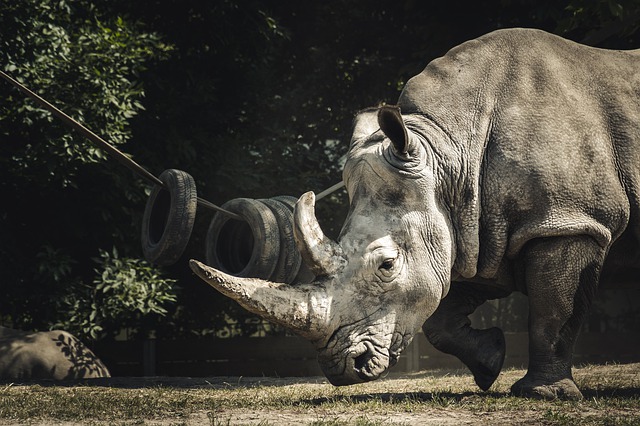 rhinoceros