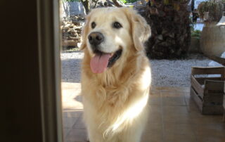 vol de chien