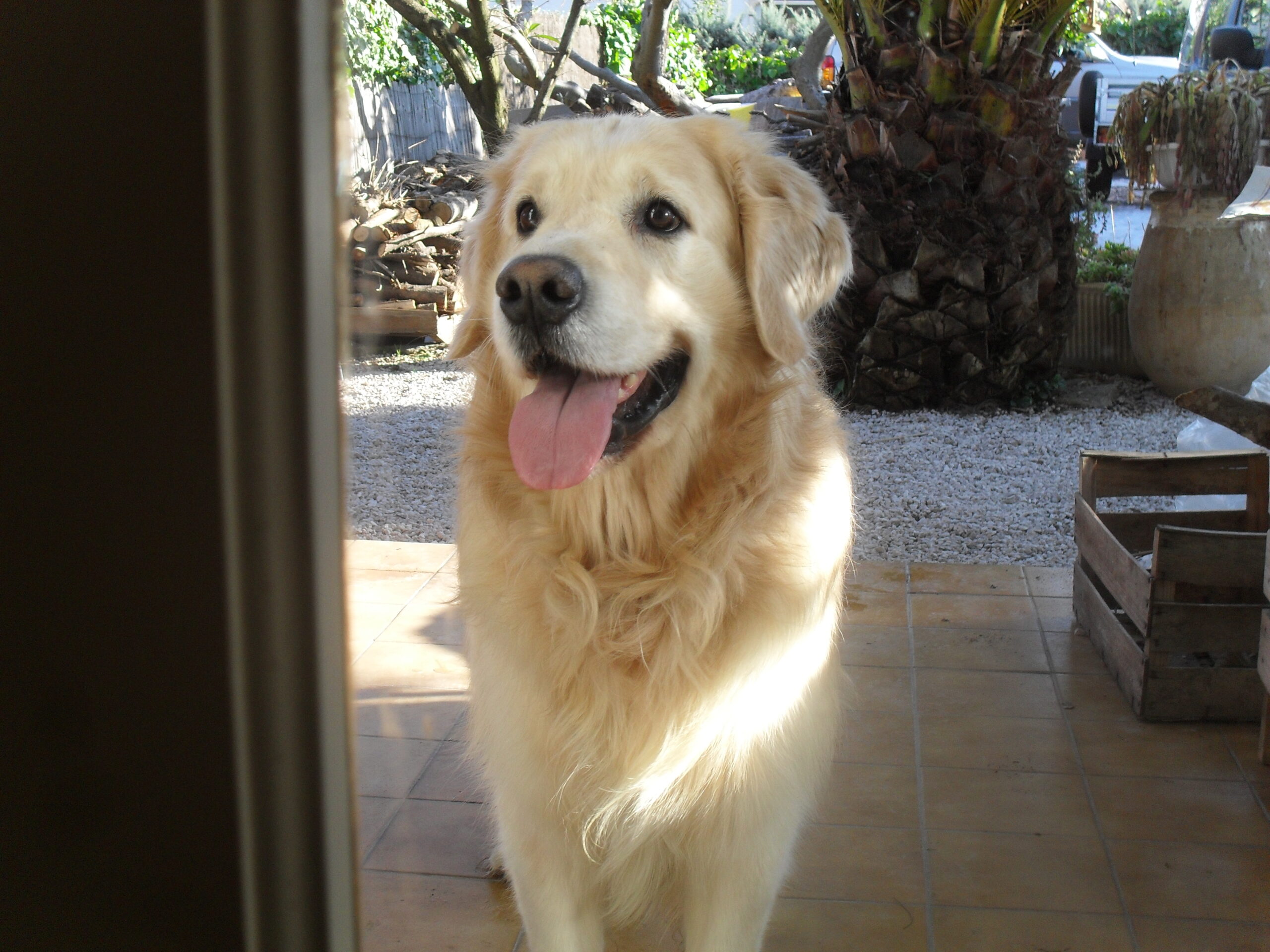 vol de chien