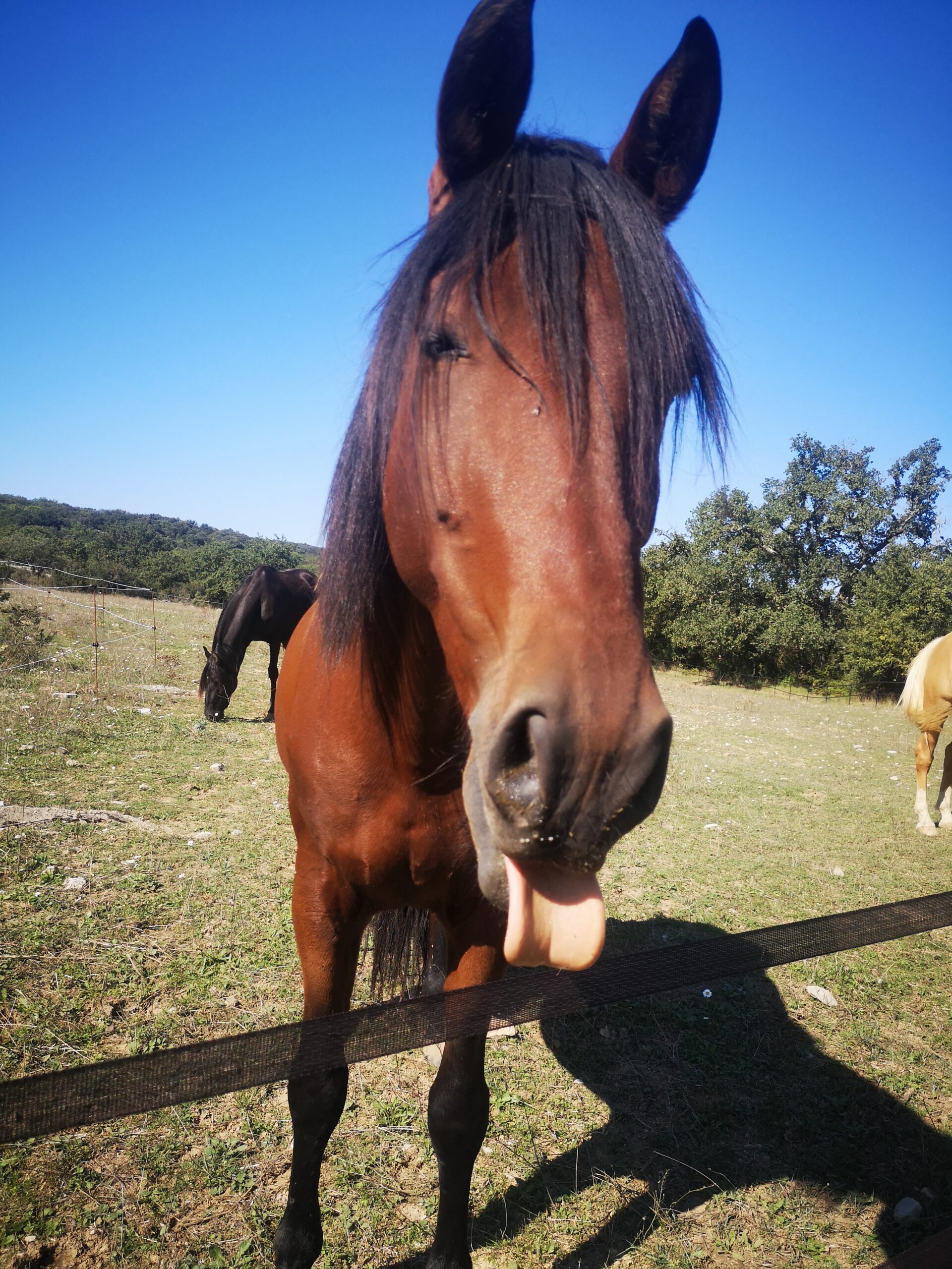 cheval