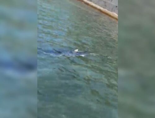 Var : Un requin peau bleue de deux mètres repéré à Hyères