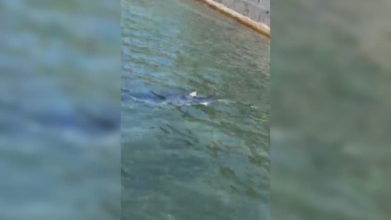 Un-requin-bleu-repere-a-Hyeres-dans-la-zone-des-plages-de-l-Almanarre-1456957