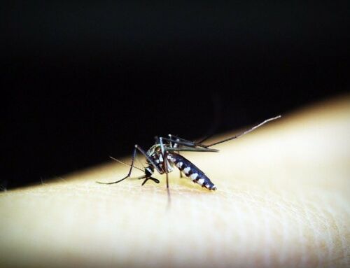 Un cas de dengue détecté dans le Var
