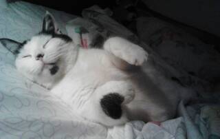 dormir avec son animal