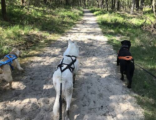 Championnat de France de canicross : des chiens empoisonnés