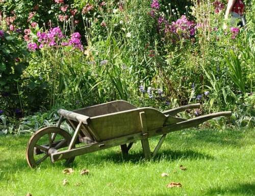 7 Astuces pour Garder Vos Plantes d’Intérieur en Pleine Forme