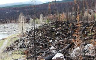 feu forêt Alberta