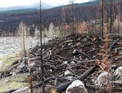 Canada : les feux de forêt progressent, 30 000 personnes évacués