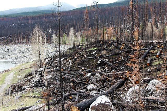 feu forêt Alberta