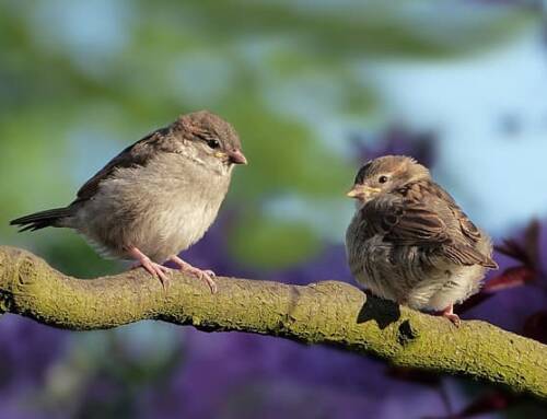 25% de baisse d’oiseaux en Europe en 40 ans à cause de l’agriculture intensive