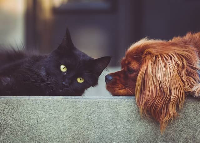 très chers animaux