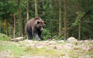 ours Pyrénées
