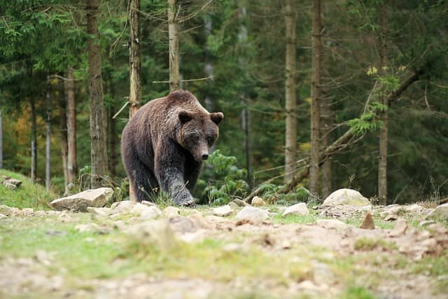 ours Pyrénées