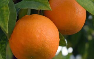 Le jus d'orange peut disparaitre des supermarchés