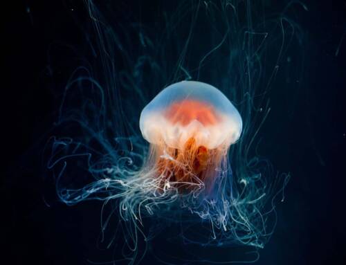 Mycoses de plage pourquoi le traitement doit durer un mois et comment se protéger