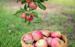 6 Bienfaits Scientifiquement Prouvés des Pommes