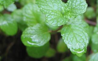 Les Bienfaits du Thé à la Menthe Une Boisson aux Vertus Multiples