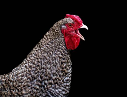 Pénurie de poulet en vue ? La grippe aviaire fait des ravages au Brésil