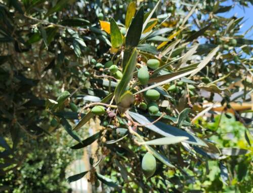 Les olives de l’été sont nombreuses : une saison prometteuse, sous surveillance