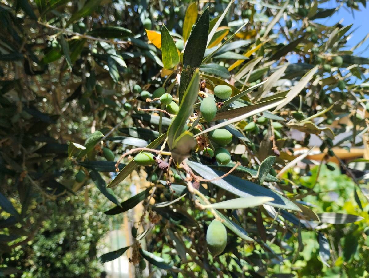 premières olives en été