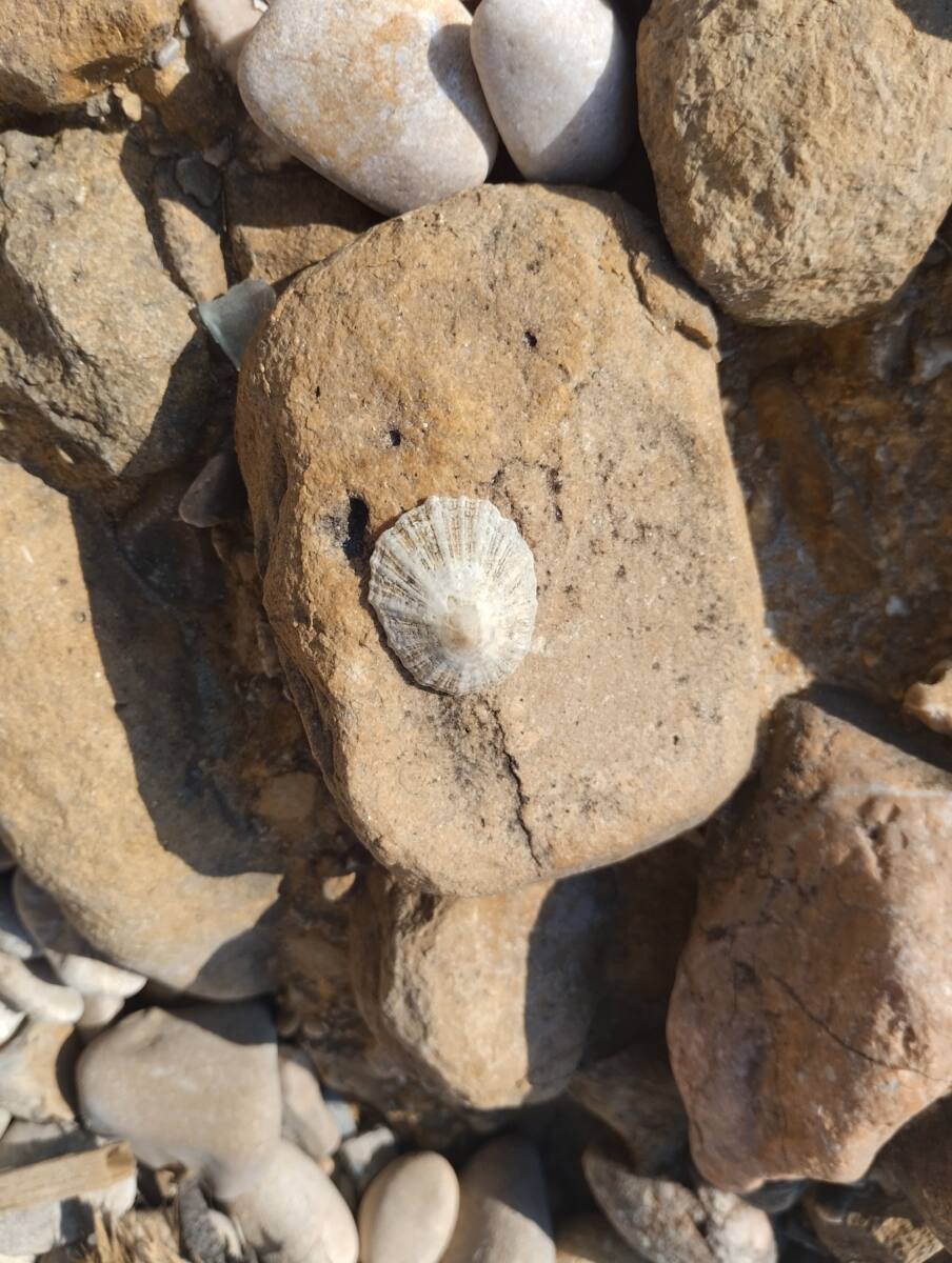 Arapède ou patelle