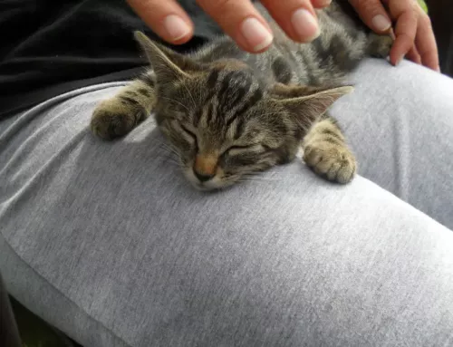 Comment réagissent nos compagnons à quatre pattes lors de nos départs en vacances