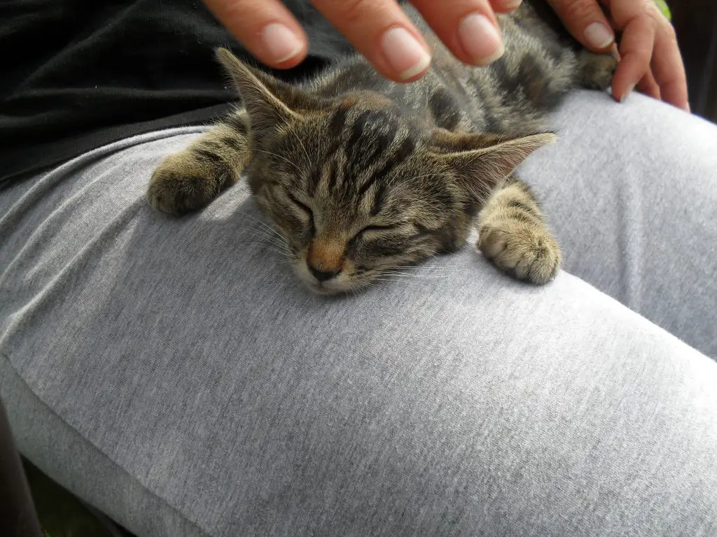 vague de cruauté chat campagne de stérilisation des chats détention catastrophique cadavres de chats maison spa marseille chats caravane Changement d’heure animaux Animaux vacances absence stress Var