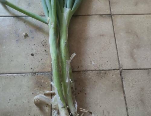 Quel est ce légume incontournable de l’été que les Varois adorent ? La cébette, star des assiettes provençales !