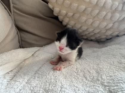 Chatons abandonnés