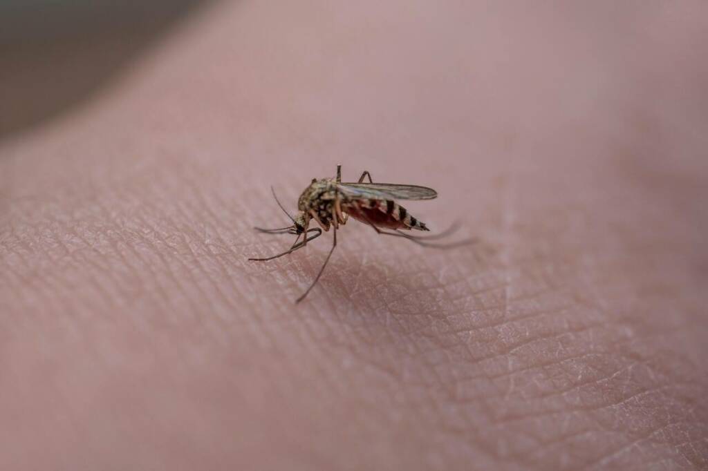 Dengue en France le Var en alerte face à la menace estivale