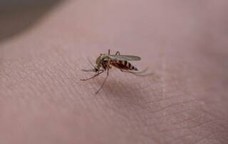 Dengue en France le Var en alerte face à la menace estivale