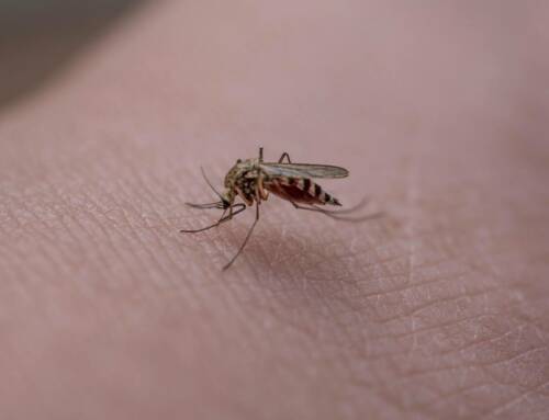 Dengue en France le Var en alerte face à la menace estivale