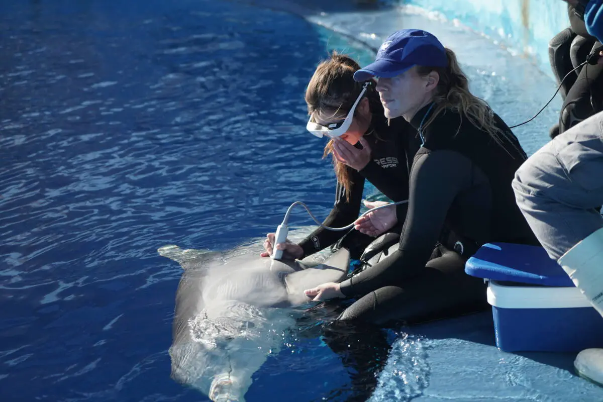 Marineland Antibes bassins Cétacés en danger au Marineland Antibes