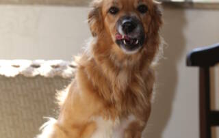 Quelles fruits peuvent manger les chiens