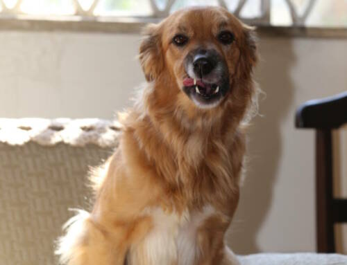 Quelles fruits peuvent manger les chiens ?