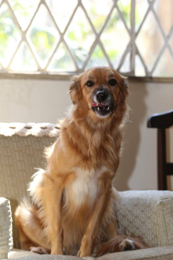 Quelles fruits peuvent manger les chiens