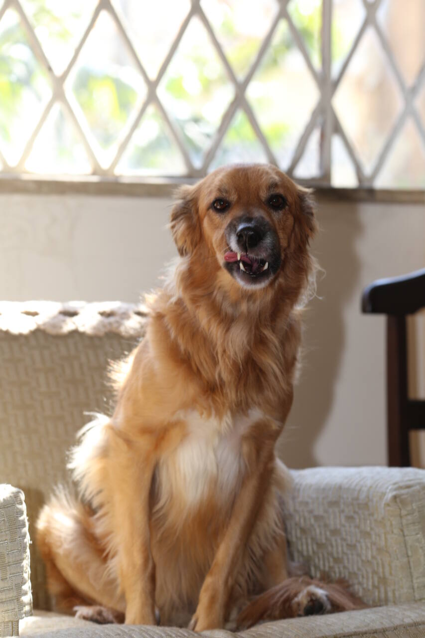 Quelles fruits peuvent manger les chiens