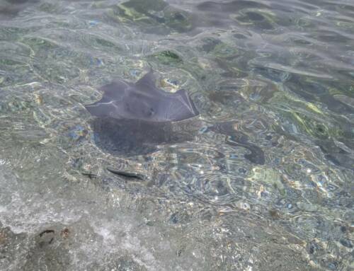 Une raie observée au bord de l’eau à Bandol, une visite surprise en baie de Renécros
