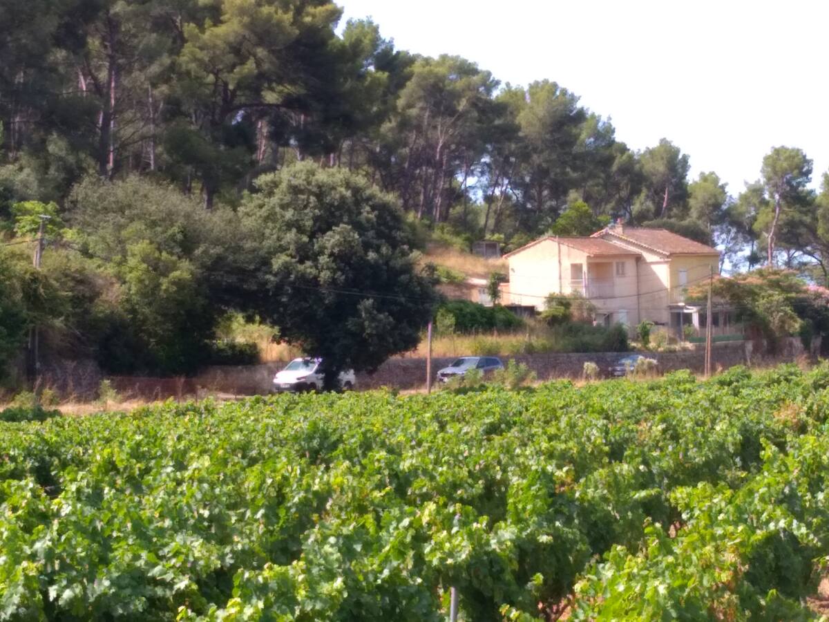 Bouchons dans nos vignes
