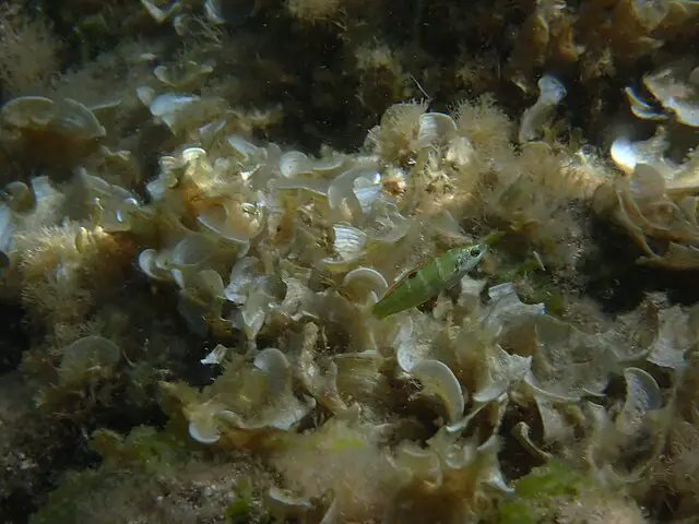 girelle-paon Méditerranée poisson