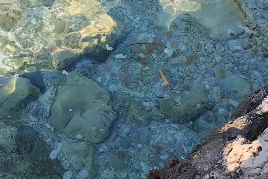méduses Var Hyères méduses var Méduses échouées La Ciotat Giens