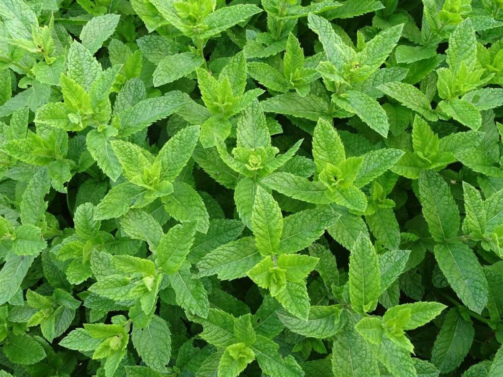 Menthe verte ou menthe poivrée