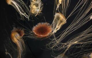 Que faire en cas de brûlure de méduse