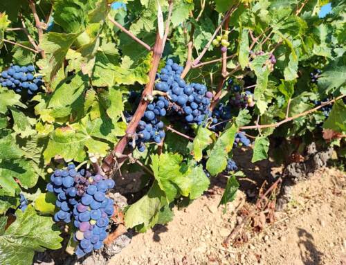 Vins français : la DGCCRF intensifie ses contrôles pour protéger consommateurs et producteurs